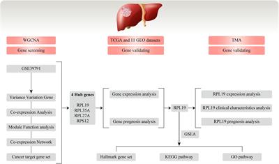 RPL19 Is a Prognostic Biomarker and Promotes Tumor Progression in Hepatocellular Carcinoma